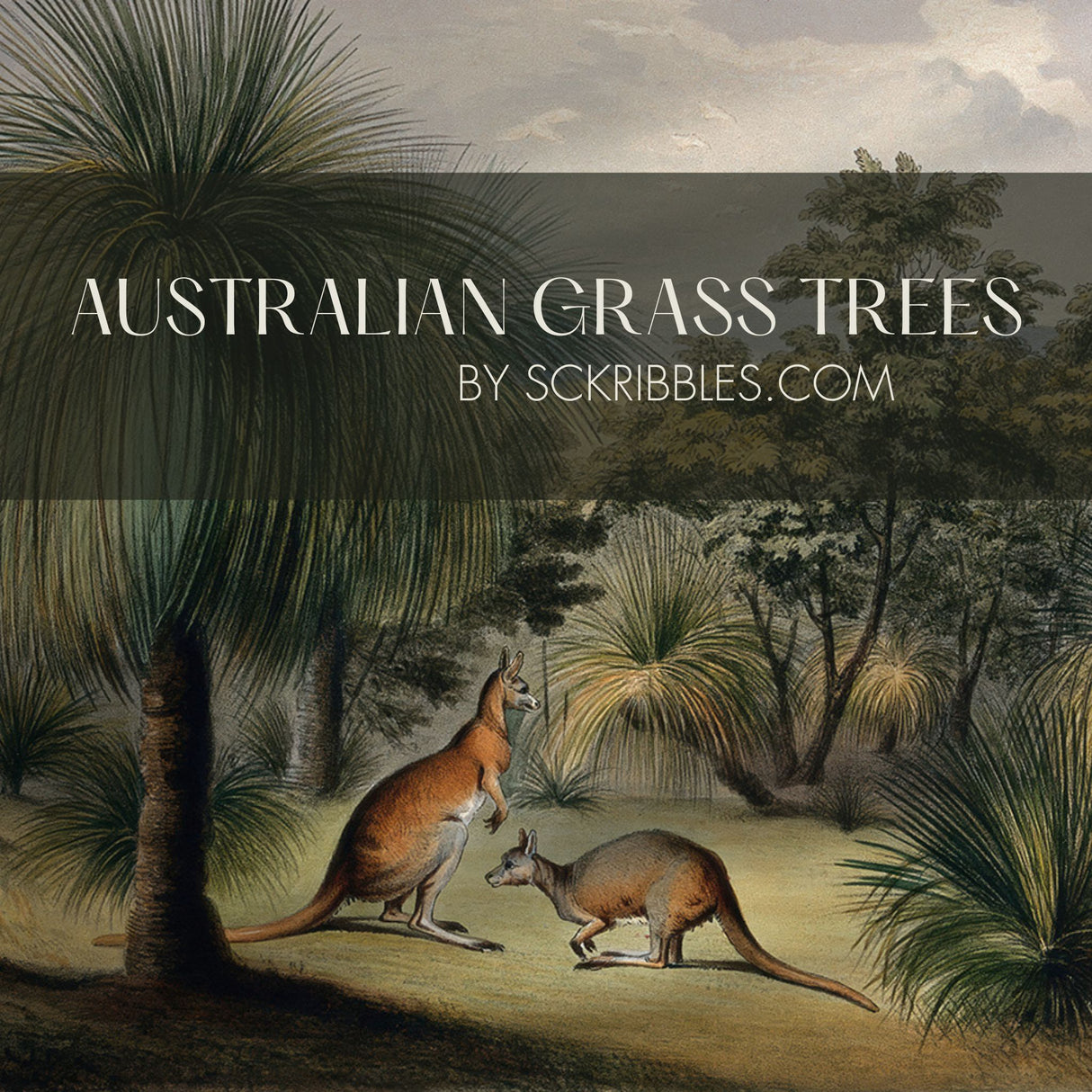Australian Grass Trees | Vintage Scenic Kangaroos Landscape Wallpaper Mural Wallpaper Mural Sckribbles