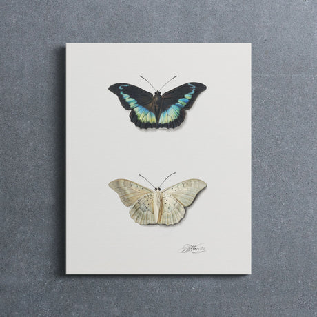 "Top and Bottom View of a Butterfly" Wall Art Canvas by Georgius Jacobus Johannes van Os Canvas Wall Art Sckribbles   