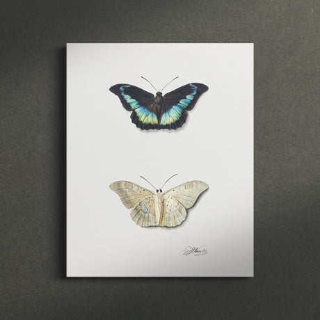 "Top and Bottom View of a Butterfly" Wall Art Canvas by Georgius Jacobus Johannes van Os Canvas Wall Art Sckribbles   