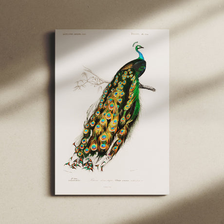 "Indian Peafowl" Vintage Peacock Wall Art Canvas Print by Charles Dessalines D' Orbigny Canvas Wall Art Sckribbles   