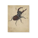 "Stag Beetle" Vintage Insect Wall Art Canvas by Albrecht Dürer Canvas Wall Art Sckribbles 16x20  