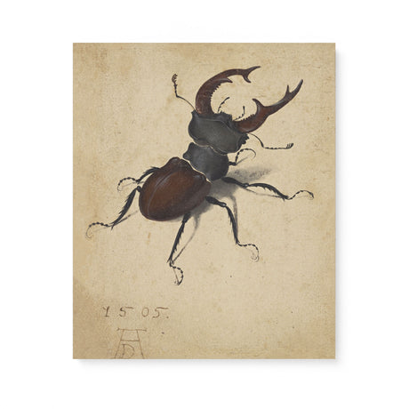 "Stag Beetle" Vintage Insect Wall Art Canvas by Albrecht Dürer Canvas Wall Art Sckribbles 20x24  
