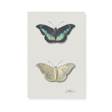 "Top and Bottom View of a Butterfly" Wall Art Canvas by Georgius Jacobus Johannes van Os Canvas Wall Art Sckribbles 16x24  