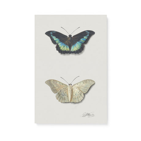 "Top and Bottom View of a Butterfly" Wall Art Canvas by Georgius Jacobus Johannes van Os Canvas Wall Art Sckribbles 16x24  