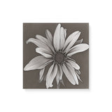 Black and White Neutral Sketch of a Flower Wall Art Canvas {Petal Portrait} Canvas Wall Art Sckribbles 16x16  