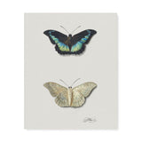"Top and Bottom View of a Butterfly" Wall Art Canvas by Georgius Jacobus Johannes van Os Canvas Wall Art Sckribbles 24x30  