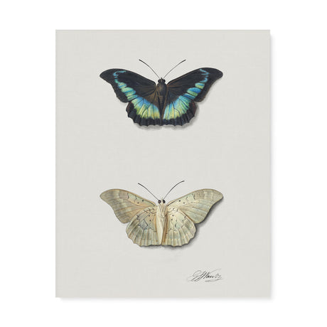 "Top and Bottom View of a Butterfly" Wall Art Canvas by Georgius Jacobus Johannes van Os Canvas Wall Art Sckribbles 24x30  