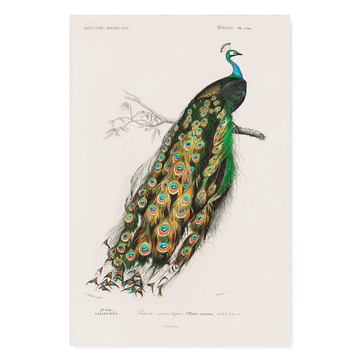 "Indian Peafowl" Vintage Peacock Wall Art Canvas Print by Charles Dessalines D' Orbigny Canvas Wall Art Sckribbles 32x48  