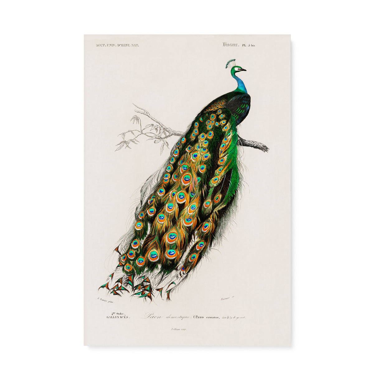 "Indian Peafowl" Vintage Peacock Wall Art Canvas Print by Charles Dessalines D' Orbigny Canvas Wall Art Sckribbles 24x36  