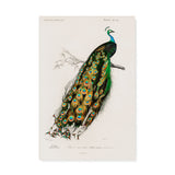"Indian Peafowl" Vintage Peacock Wall Art Canvas Print by Charles Dessalines D' Orbigny Canvas Wall Art Sckribbles 20x30  