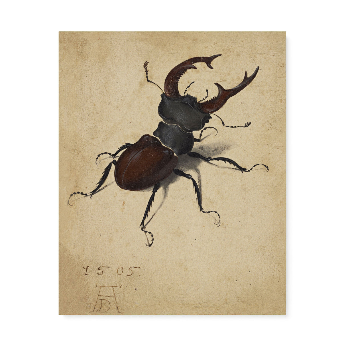 "Stag Beetle" Vintage Insect Wall Art Canvas by Albrecht Dürer Canvas Wall Art Sckribbles 24x30  