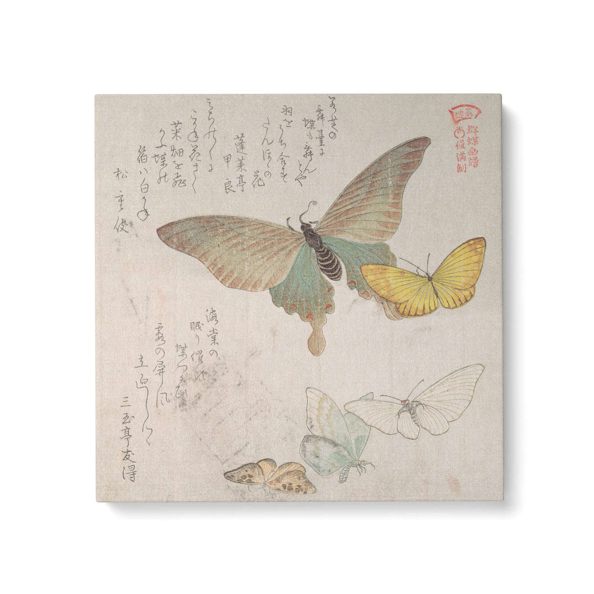 "Various Moths and Butterflies Vol 1" Japanese Wall Art Canvas by Kubo Shunman Canvas Wall Art Sckribbles 24x24  