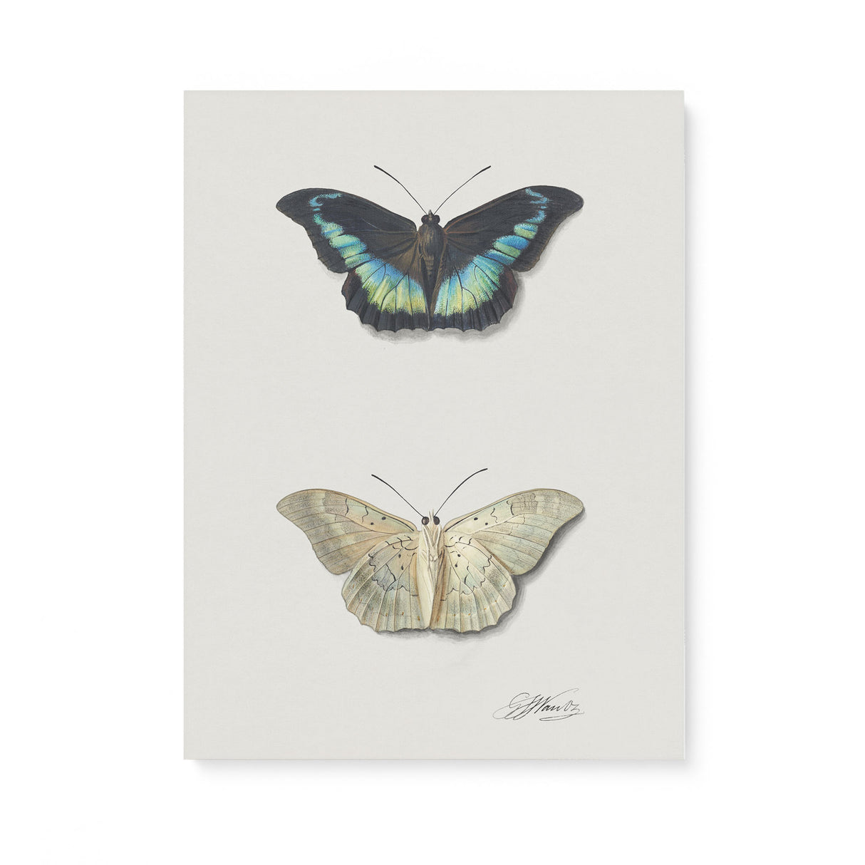 "Top and Bottom View of a Butterfly" Wall Art Canvas by Georgius Jacobus Johannes van Os Canvas Wall Art Sckribbles 18x24  