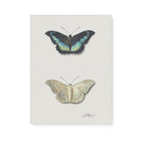 "Top and Bottom View of a Butterfly" Wall Art Canvas by Georgius Jacobus Johannes van Os Canvas Wall Art Sckribbles 18x24  