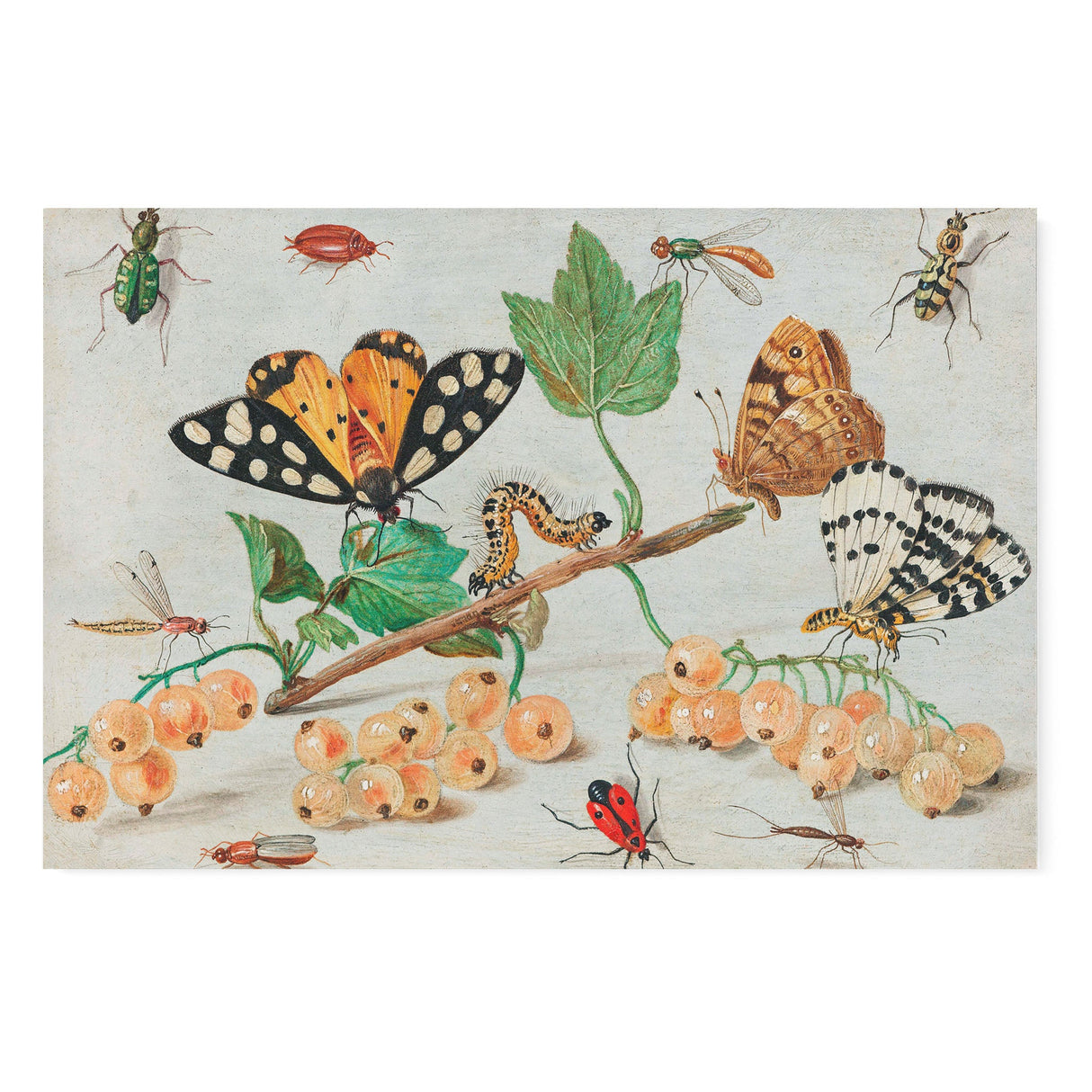 "Insects and Fruits" Vintage Wall Art Canvas by Jan van Kessel Canvas Wall Art Sckribbles 48x32  