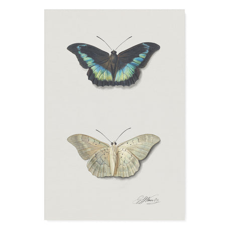 "Top and Bottom View of a Butterfly" Wall Art Canvas by Georgius Jacobus Johannes van Os Canvas Wall Art Sckribbles 32x48  